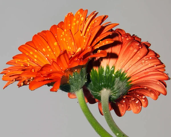 Belles Fleurs Sur Fond Ciel Concept Été Vue Rapprochée — Photo