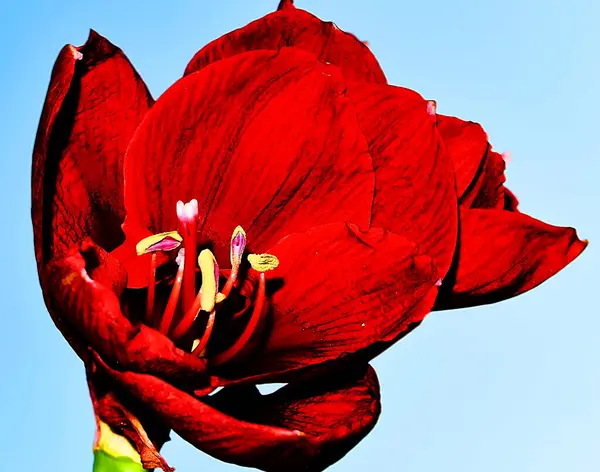 Gökyüzünde Güzel Bir Çiçek Yaz Konsepti Yakın Manzara — Stok fotoğraf