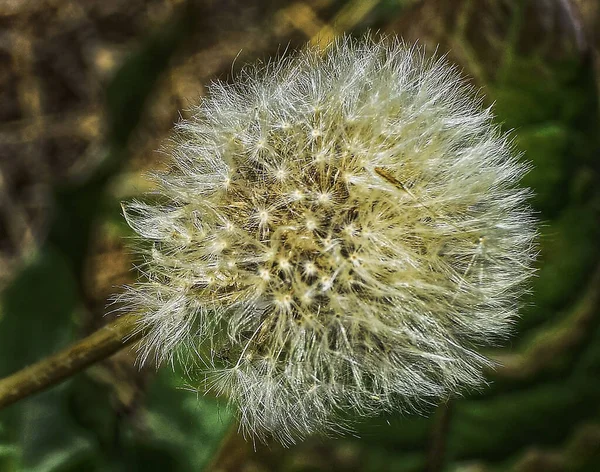 Belle Fleur Poussant Dans Jardin Journée Ensoleillée Été — Photo