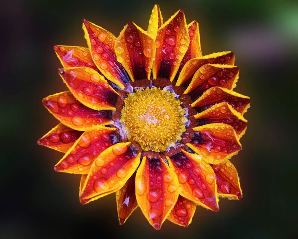 Kwitnące Piękne Kwiaty Koncepcja Latem Widok Bliska — Zdjęcie stockowe