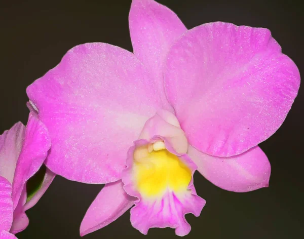 Vackra Blommor Mörk Bakgrund Sommar Koncept Nära Utsikt — Stockfoto