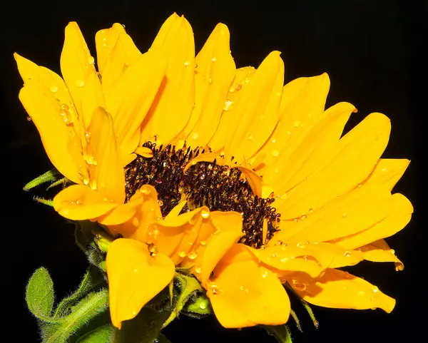 Bela Flor Fundo Escuro Conceito Verão Vista Próxima — Fotografia de Stock