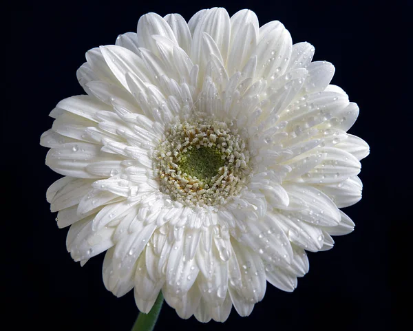 Schöne Blume Auf Dunklem Hintergrund Sommerkonzept Nahsicht — Stockfoto