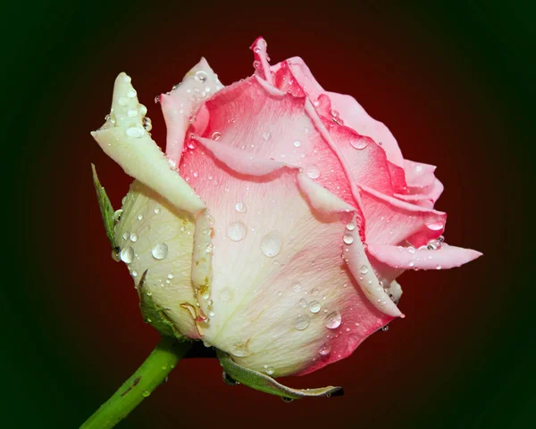 Красивый Цветок Розы Каплями Воды Летняя Концепция Близкий Вид — стоковое фото