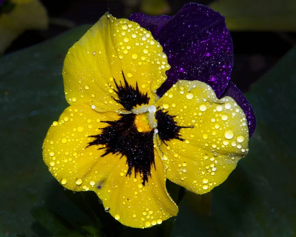 Fioritura Bei Fiori Concetto Estate Vista Vicino — Foto Stock