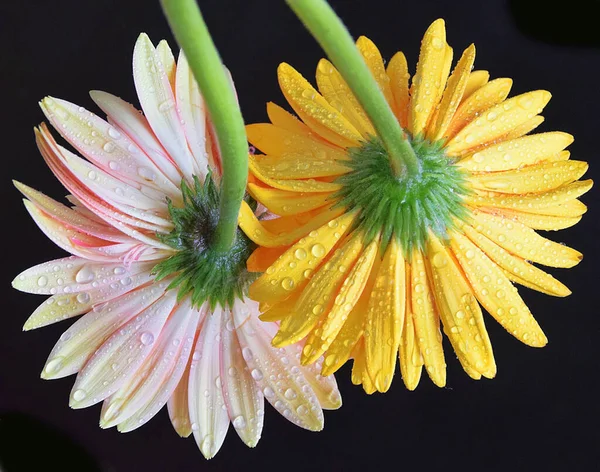 Beautiful Flowers Dark Background Summer Concept Close View — Stock Photo, Image