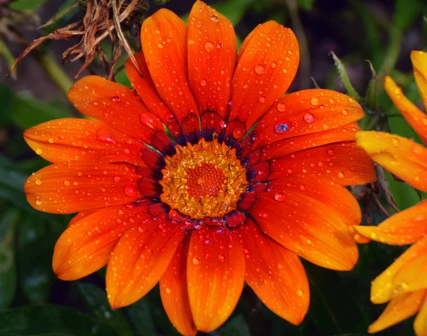 Schöne Blumen Wachsen Garten Sonnigen Sommertag — Stockfoto