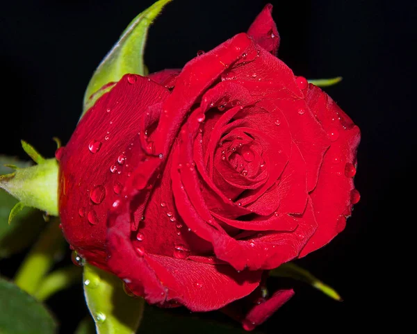 Beautiful Rose Flower Water Drops Summer Concept Close View Stock Photo