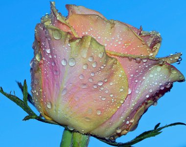 Gökyüzünde güzel bir çiçek, yaz konsepti, yakın manzara  