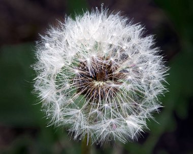 Yazın güneşli bir günde bahçede büyüyen güzel 