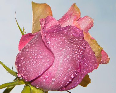 Gökyüzünde güzel çiçekler, yaz konsepti, yakın manzara  