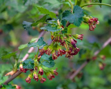 Güzel çiçeklerin açtığı yere yakın.