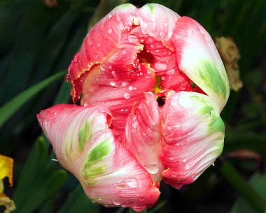 Güneşli yaz gününde bahçede büyüyen güzel bir çiçek. 