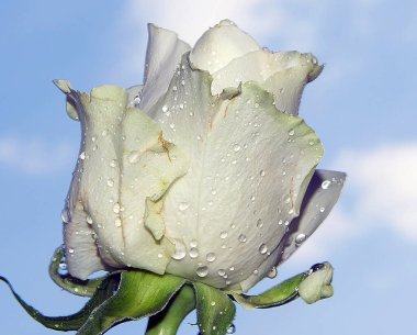 Gökyüzünde güzel bir çiçek, yaz konsepti, yakın manzara  