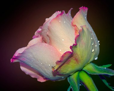 Su damlalı güzel gül çiçeği, yaz konsepti, yakın manzara  