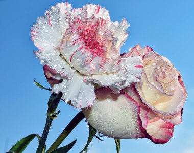 Gökyüzünde güzel çiçekler, yaz konsepti, yakın manzara  