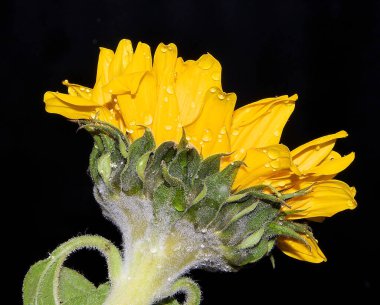 Koyu arkaplanda güzel bir çiçek, yaz konsepti, yakın görüş  