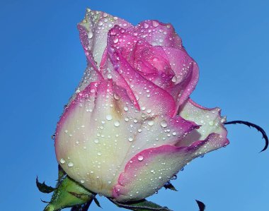 Gökyüzünde güzel bir çiçek, yaz konsepti, yakın manzara  