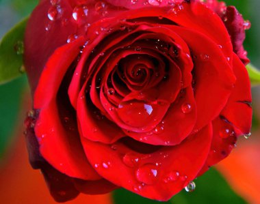 Güneşli yaz gününde bahçede büyüyen güzel bir çiçek. 