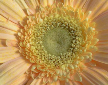 Güneşli yaz gününde bahçede büyüyen güzel bir çiçek. 