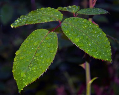 yeşil yapraklar ve çiğ damlaları
