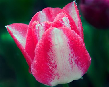 Koyu arkaplanda güzel bir çiçek, yaz konsepti, yakın görüş  