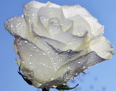 Gökyüzünde güzel bir çiçek, yaz konsepti, yakın manzara  