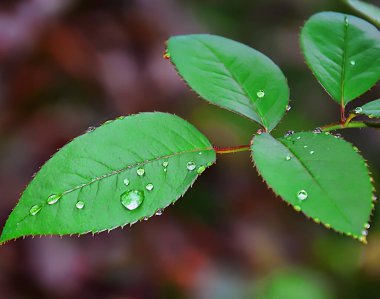 yeşil yapraklar ve çiğ damlaları