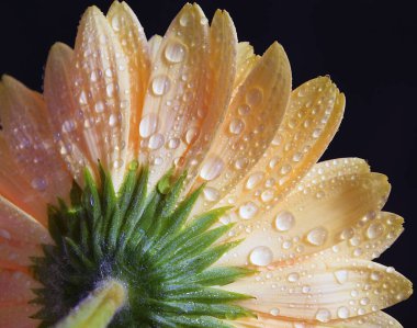 Koyu arkaplanda güzel bir çiçek, yaz konsepti, yakın görüş  