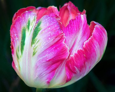 Güneşli yaz gününde bahçede büyüyen güzel bir çiçek. 