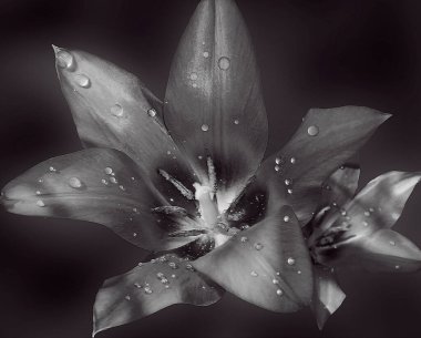 Koyu arkaplanda güzel çiçekler, yaz konsepti, yakın manzara  