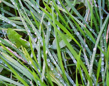 Çiyin damlalarıyla dolu bahar yaprakları