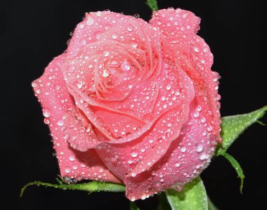 Koyu arkaplanda güzel bir gül, yaz konsepti, yakın görüş  