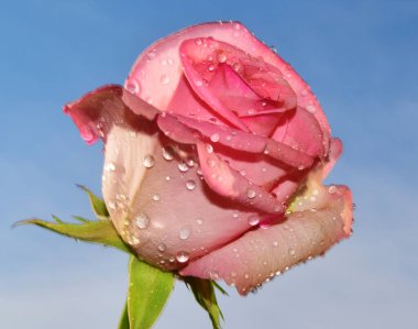 Su damlalı güzel gül çiçeği, yaz konsepti, yakın manzara  