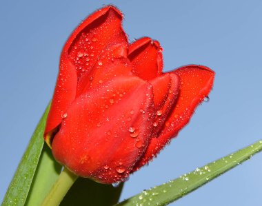 Gökyüzünde güzel bir çiçek, yaz konsepti, yakın manzara  