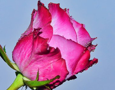 Gökyüzünde güzel bir çiçek, yaz konsepti, yakın manzara  