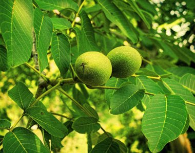 ceviz ağacı dalları, fındıklı, yakın plan, bahar konsepti  