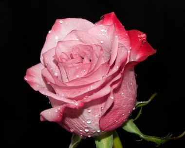 Koyu arkaplanda güzel bir çiçek, yaz konsepti, yakın görüş  