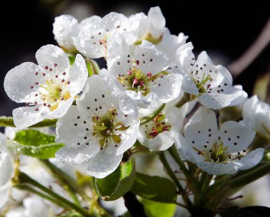Koyu arkaplanda güzel çiçekler, yaz konsepti, yakın manzara  