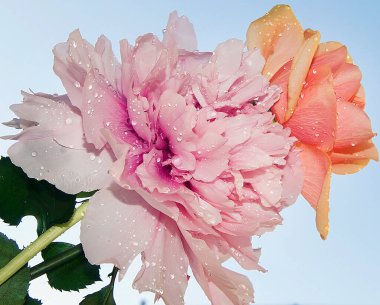 Gökyüzü arka planında güzel Gerbera çiçekleri, yaz konsepti, yakın manzara  