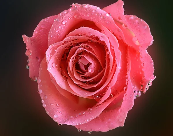 Beautiful Rose Flower Water Drops Summer Concept Close View — Stock Photo, Image