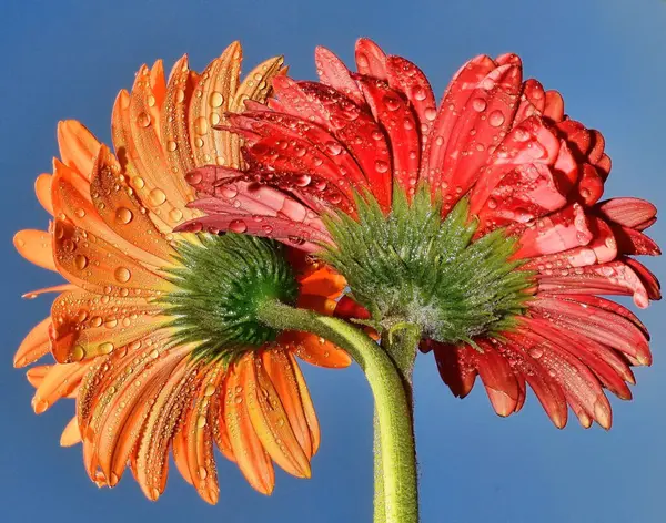 Blooming Beautiful Flowers Summer Concept Close View — Stock Photo, Image