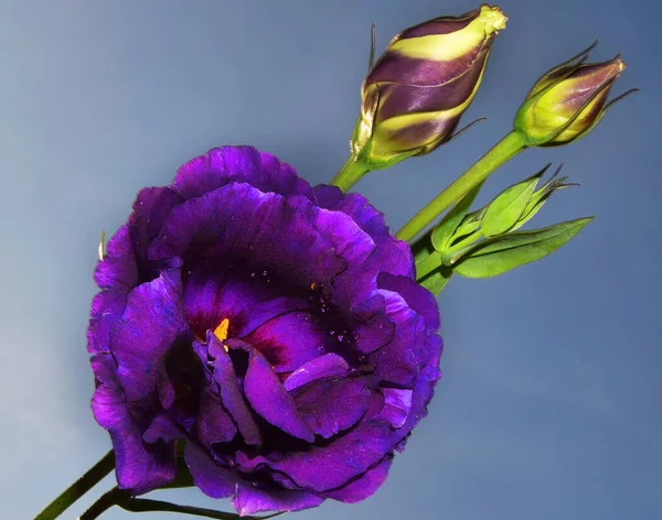 Belas Flores Fundo Céu Conceito Verão Vista Perto — Fotografia de Stock