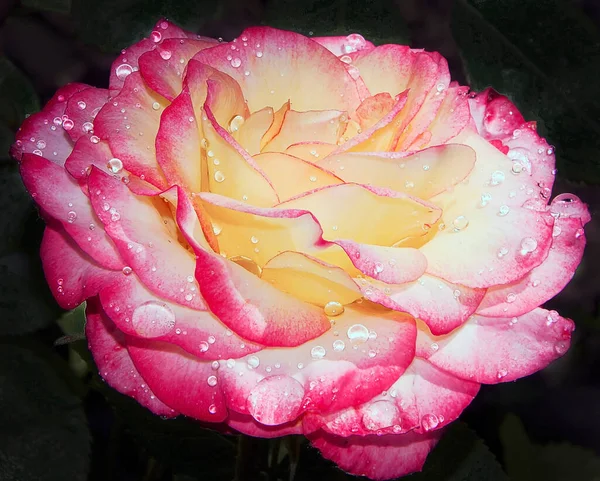 Όμορφο Τριαντάφυλλο Σταγόνες Νερού Καλοκαιρινό Concept Κοντινή Θέα — Φωτογραφία Αρχείου