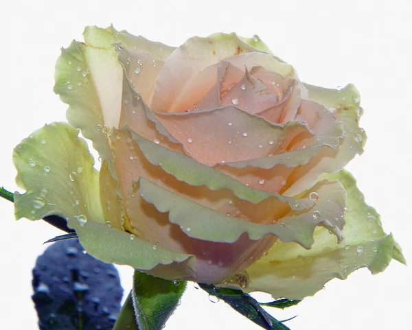 Hermosa Flor Rosa Con Gotas Agua Concepto Verano Vista Cercana — Foto de Stock