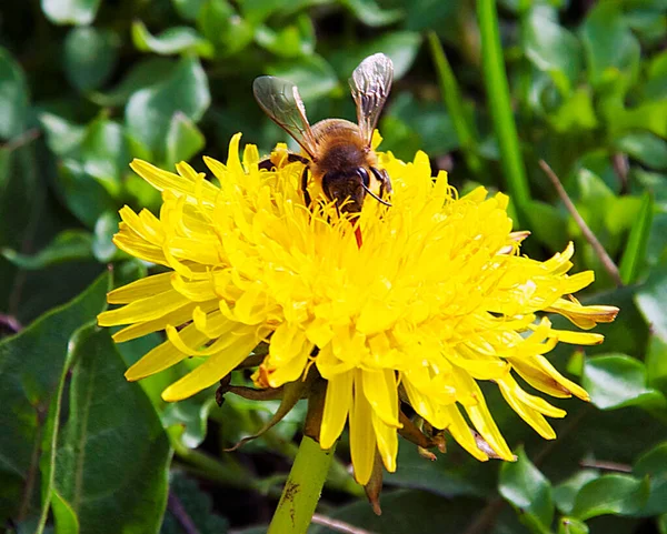 Belle Abeille Sur Fleur Poussant Dans Jardin Journée Ensoleillée Été — Photo