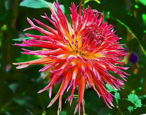 Цветущие Красивые Цветы Летняя Концепция Близкий Вид — стоковое фото