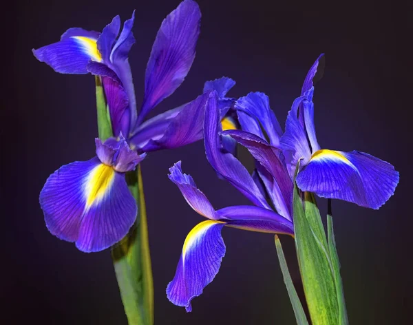 Квітучі Красиві Квіти Літня Концепція Вид Крупним Планом — стокове фото