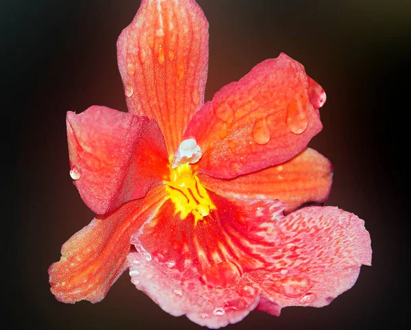Hermosa Flor Sobre Fondo Oscuro Concepto Verano Vista Cercana — Foto de Stock