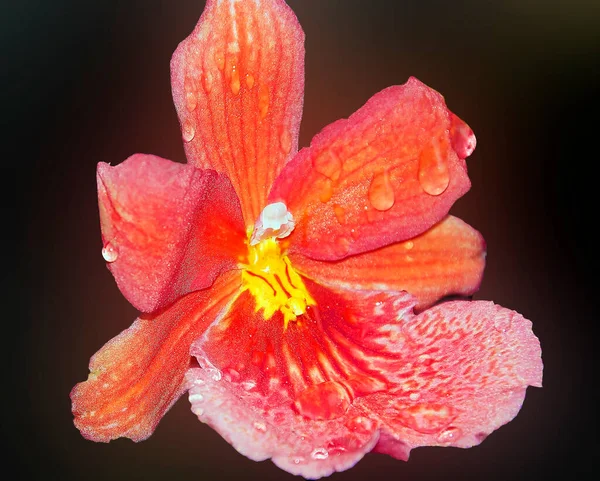 Bela Flor Fundo Escuro Conceito Verão Vista Próxima — Fotografia de Stock